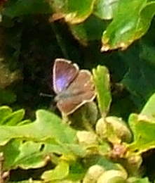 Favonius quercus Favonius quercus